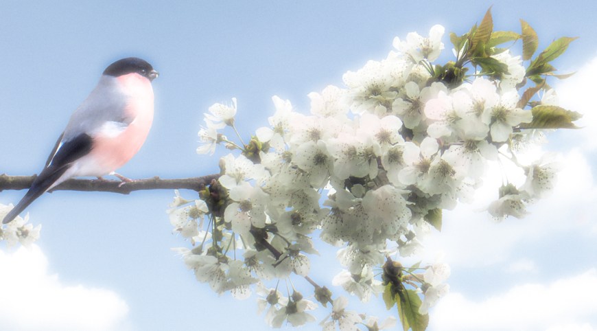 blog bullfinch  soft glow