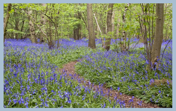 forest with blue and pink wildflowers