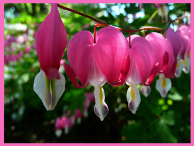 Hot pink tear-drop shaped bleeding heart plant blooms