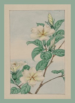 botanical drawing of #jasmine 