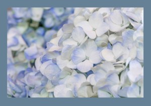 Blue hydrangea #flowers #hydrangea #blooms #blossoms #flowers #gardening
