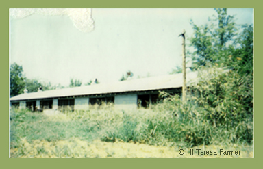 An East Texas chick house, old building of tin and wood