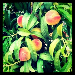 Peaches growing on the tree