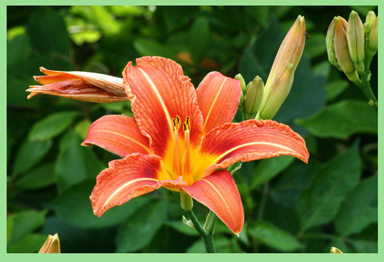 Orange tiger lily flower with buds