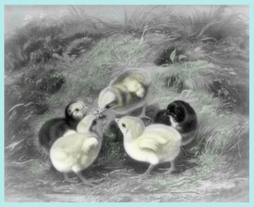 #chicks #chickens #farms