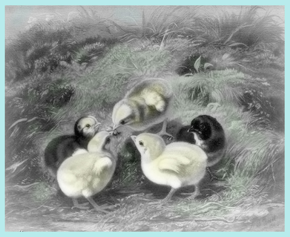 #chicks #chickens #farms